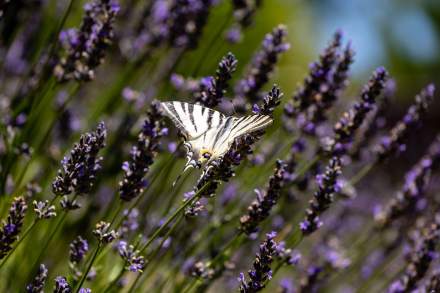 Luxury Spa Hotel Ardèche · Lavender Field Ardèche · Domaine de Chalvêches